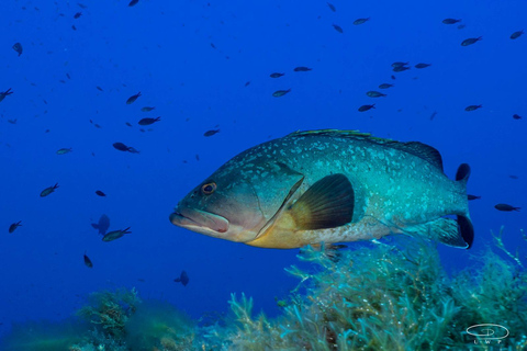 Portofino: snorkeling tour by dinghy from Genoa Portofino: shared snorkeling tour by dinghy from Genoa