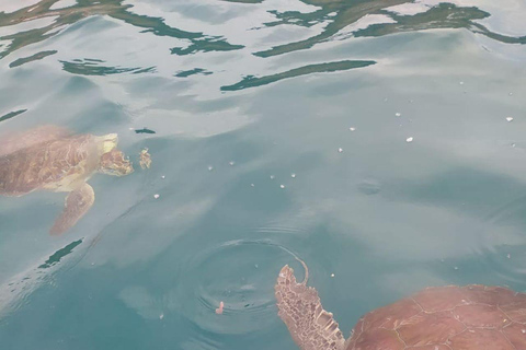 Snorkeling z żółwiami