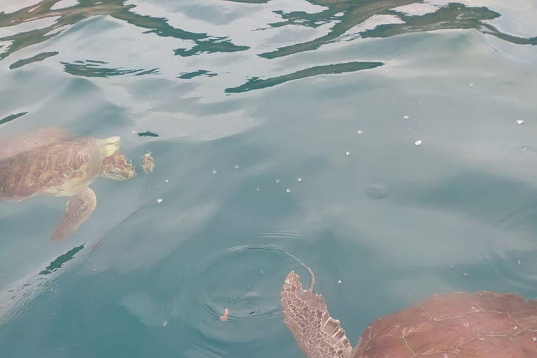 Snorkeling z żółwiami