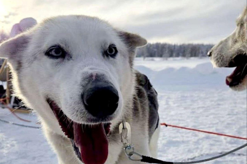Levi: 5 Km Husky Sledding Ride in Levi