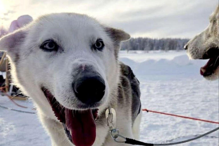Levi: 5 Km Husky Sledding Ride in Levi