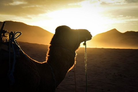 De Marrakech: Excursão de 2 dias ao desertoTour particular com serviço de busca no hotel e acampamento padrão