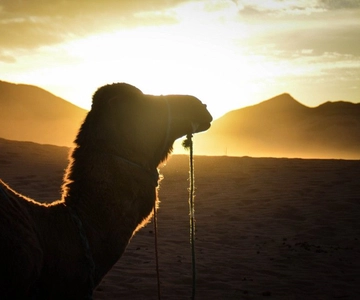 Desde Marrakech Excursión de 2 días al Desierto