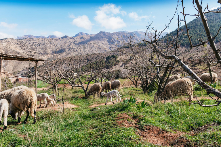 Marrakech : visite guidée de l'Atlas et des 5 valléesMontagnes de l'Atlas et 5 vallées - Visite privée