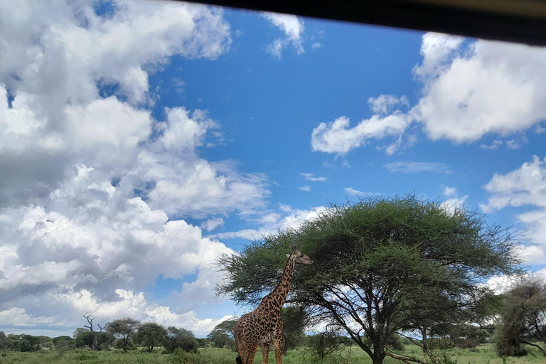 Zanzibar: Classic Comfort Safari, Tarangire & Ngorongoro Arusha: Classic Comfort Safari, Tarangire & Ngorongoro