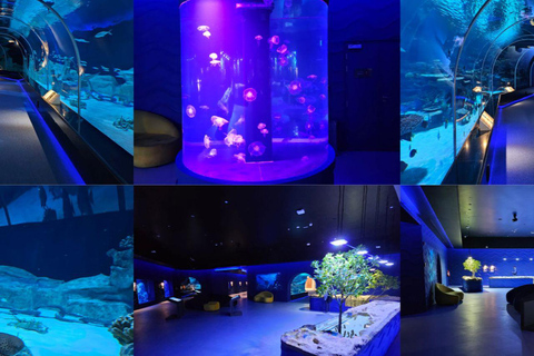 Führung durch den Hafen von Hamad, das Aquarium und das maritime Erbe