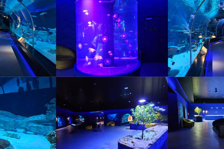 Führung durch den Hafen von Hamad, das Aquarium und das maritime Erbe