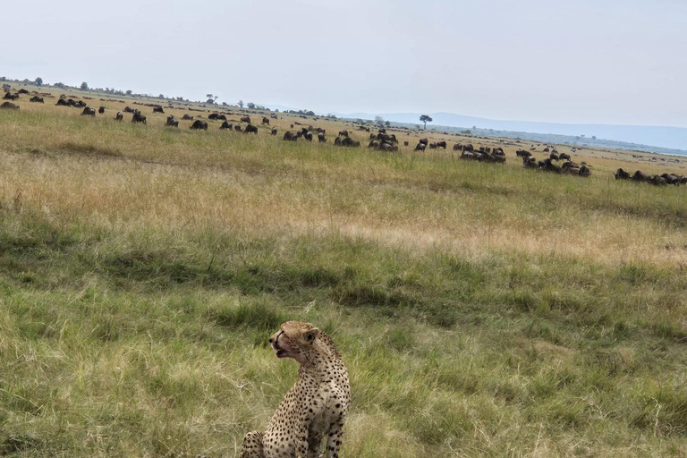 3 Days 2 Nights Maasai Mara Safari