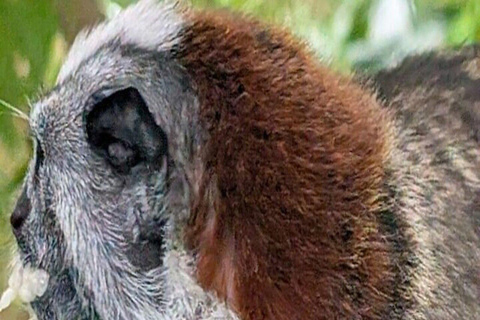 Panama City: Monkey Island, Sloth Sanctuary & Canal Tour