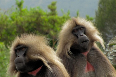 From Axum: 2-Day Simien Mountains Wildlife Tour