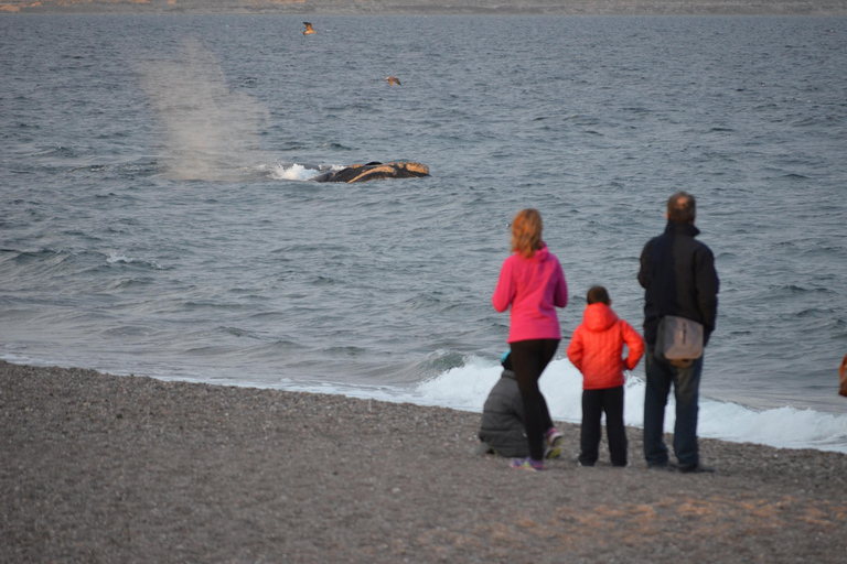 Puerto Madryn: El Doradillo Shore Whale Watching Tour Puerto Madryn: El Doradillo Coastal Whale Watching PRIVATE