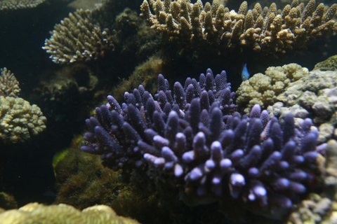 Pacific Harbour: 1 Mile Reef Guided Snorkeling Tour & Gear