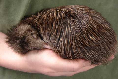 Rotorua: De Nationale Kiwi Broederij TourRotorua: The National Kiwi Hatchery Tour