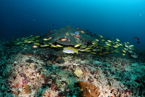 Colombo: Shipwreck Diving Experience within the city