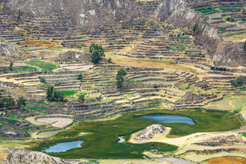 AREQUIPA: CAŁY DZIEŃ W KANIONIE COLCA