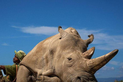 Nairobi: tour di un giorno a Ol Pejeta da NairobiNairobi: Tour di un giorno di Ol Pejeta da Nairobi