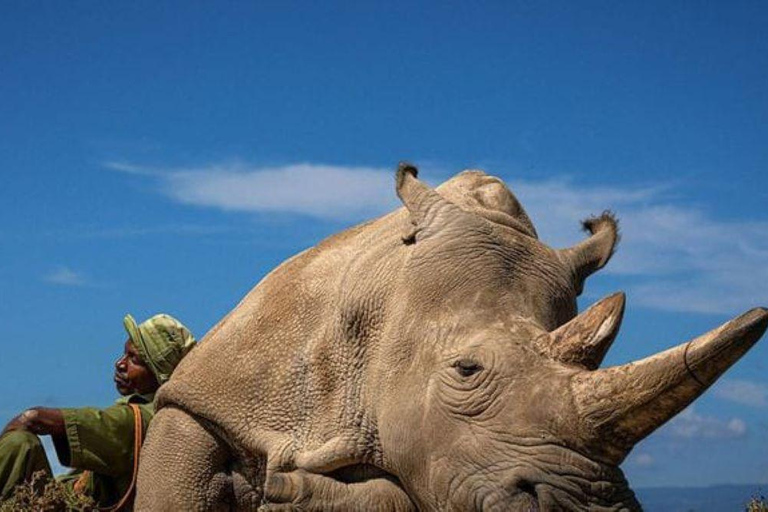 Nairobi: tour di un giorno a Ol Pejeta da NairobiNairobi: Tour di un giorno di Ol Pejeta da Nairobi