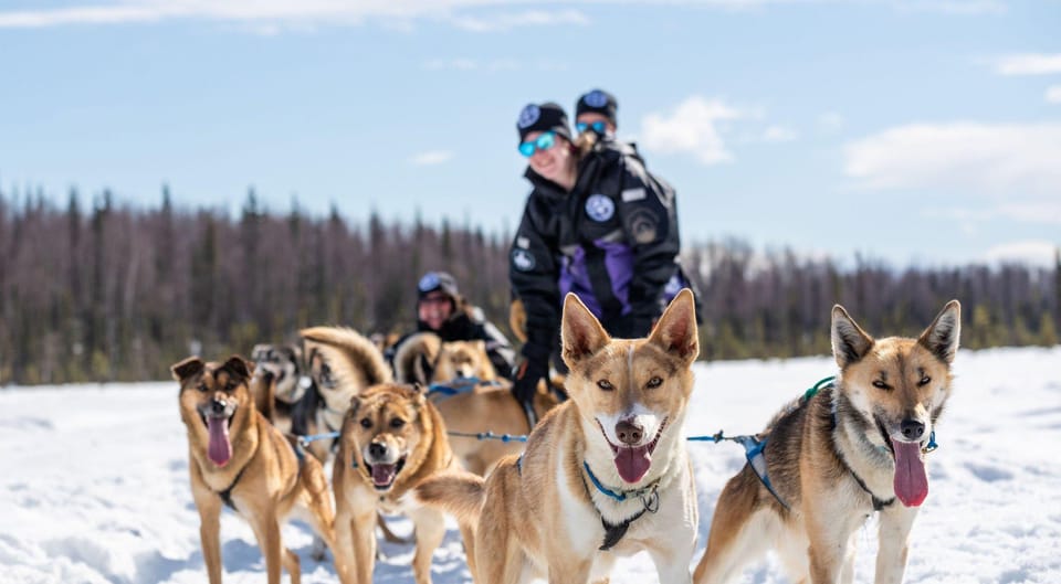 Anchorage: Dog Sled Ride in Willow with Transfers