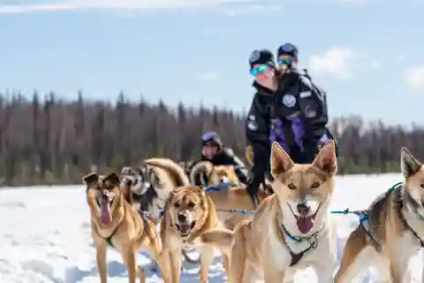 Anchorage: Dog Sled Ride in Willow with Transfers