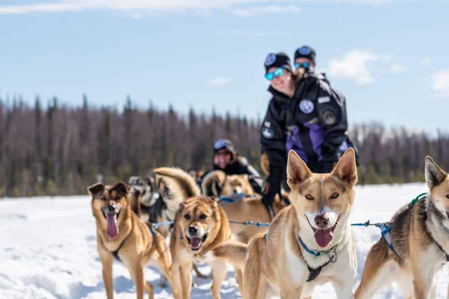 Anchorage: Hundeschlittenfahrt in Willow mit Transfers. Foto: GetYourGuide Anchorage: Hundeschlittenfahrt in Willow mit Transfers. Foto: GetYourGuide