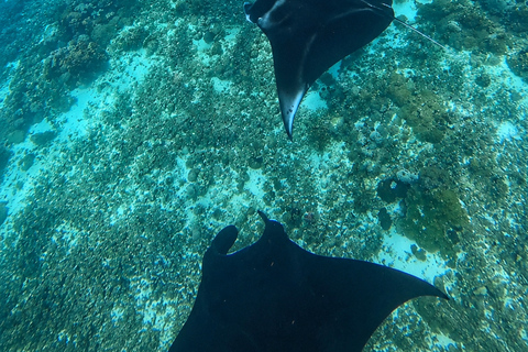 Labuan Bajo: Komodo Tour by Speedboat & Wooden Boat