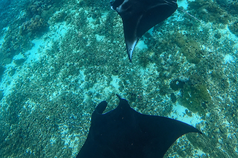 Labuan Bajo: Komodo Tour by Speedboat & Wooden Boat