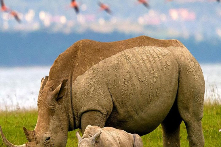 De Nairóbi: Safári de 2 dias no Lago Bogoria e no Lago Nakuru