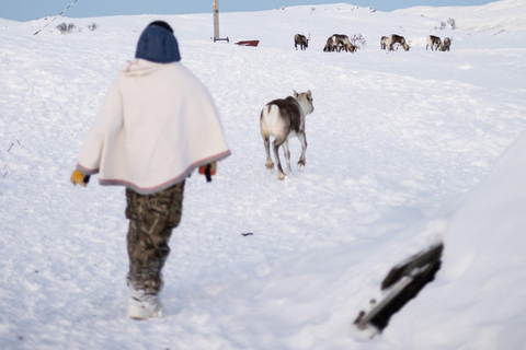Tromsø: Exclusive Sámi Reindeer Experience with herders