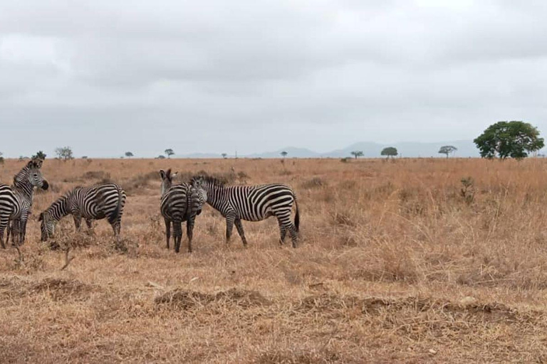 3 dni 2 noce Ngorongoro, Manyara i Tarangire - camping