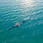Golfo Aranci: tour in barca con snorkeling e avvistamento delfini