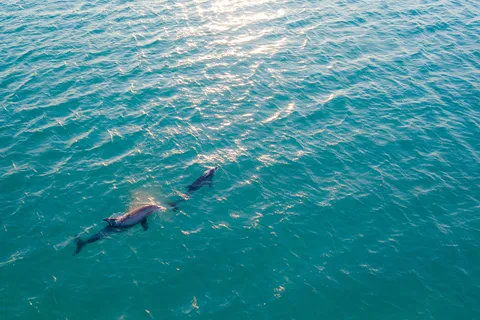 Olbia : Excursion en bateau pour observer les dauphins et faire de la plongée en apnée