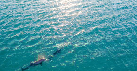 Olbia: Delfinbeobachtung und Schnorchelausflug mit dem Boot