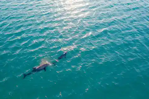 Olbia: Dolphin Watching & Snorkeling Boat Trip