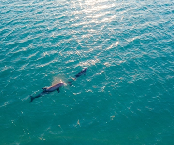 Olbia: Osservazione dei delfini e snorkeling in barca