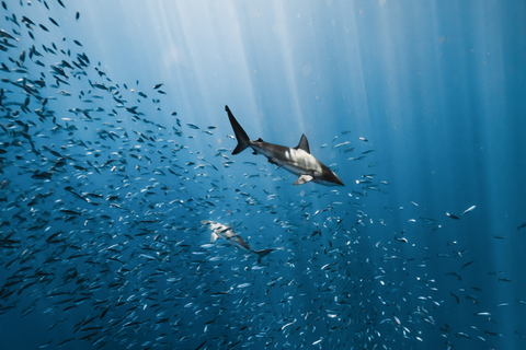 Oahu: Cage-Free Shark Diving Adventure Oahu: Cage-Free Shark Diving Adventure with Photos