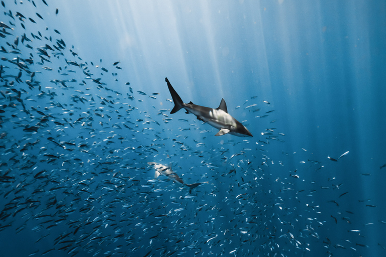 Oahu: Cage-Free Shark Diving Adventure Oahu: Cage-Free Shark Diving Adventure with Photos