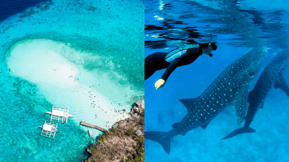 Cebu: Šnorchlování s velrybími žraloky & Japonský průvodce na ostrově Sumilon