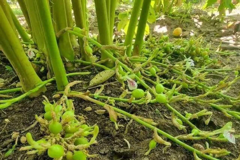 زنجبار: جولة في غابة جوزان ومزارع التوابل والمدينة الحجرية