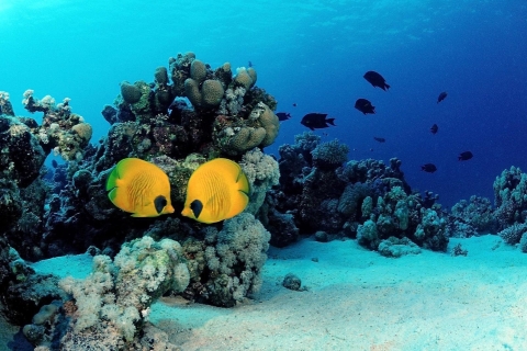 Hurghada: Full-Day Diving Tour with Lunch & Two Dive Sites Diving Tour with 2 Dive Sites