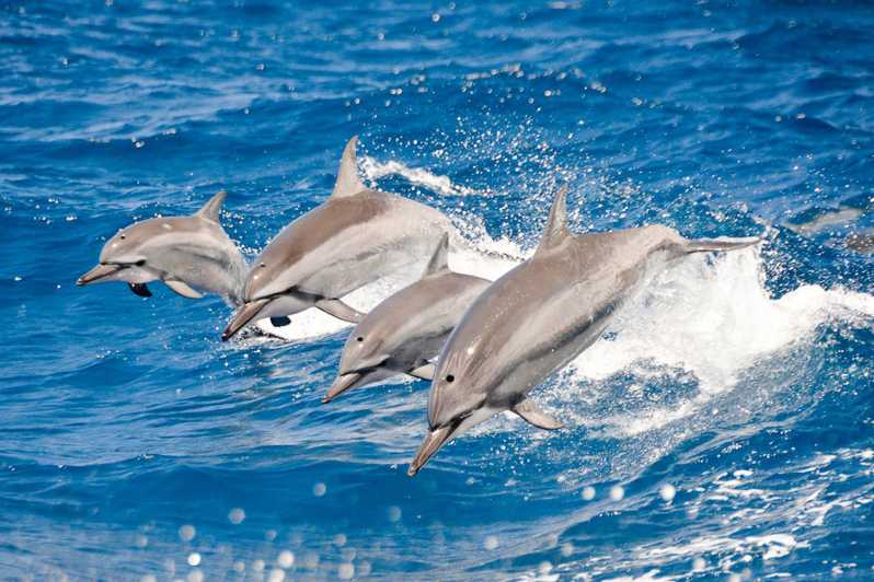 Oahu: 3-Hour Dolphin Watching & Snorkel Excursion in Waianae