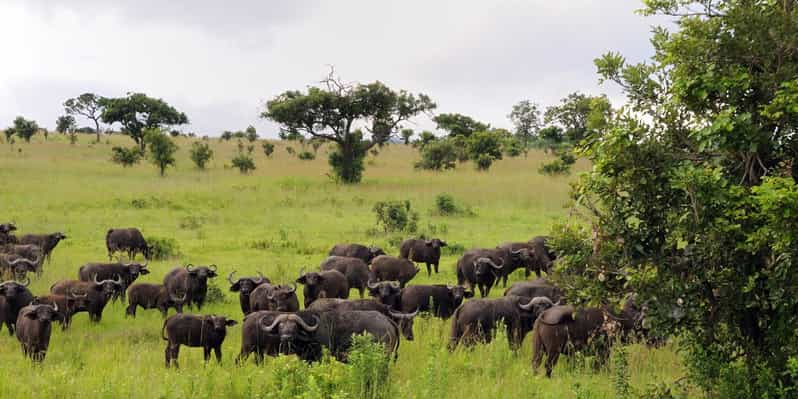 Eine Tagestour Zum Mikumi Nationalpark Von Sansibar Aus GetYourGuide