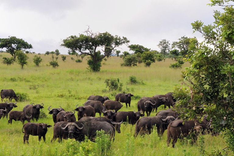 Zanzibar: Mikumi National Park Safari Day Trip with Flights