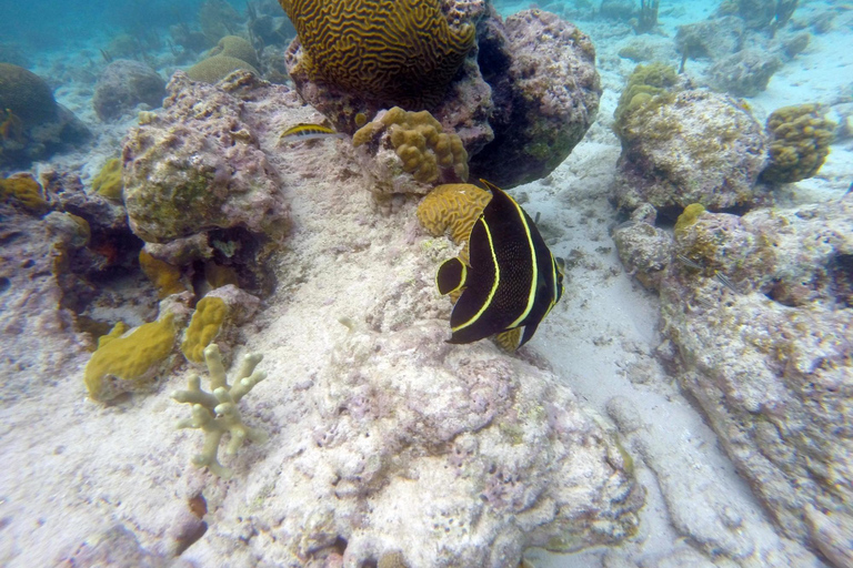 Excursion privée à l'île Catalina depuis Punta Cana : snorkeling et plageExcursion privée à l'île Catalina : snorkeling et plage depuis Punta Cana