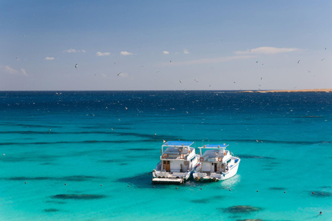Sharm El Sheikh: Ras Mohamed & White Island Sea Trip, Diving Ras Mohamed, White Island Snorkel Small Package w/Lunch