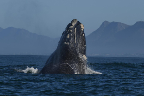 From Cape Town: Whale Watching and Penguins Tour Whale watching route tour