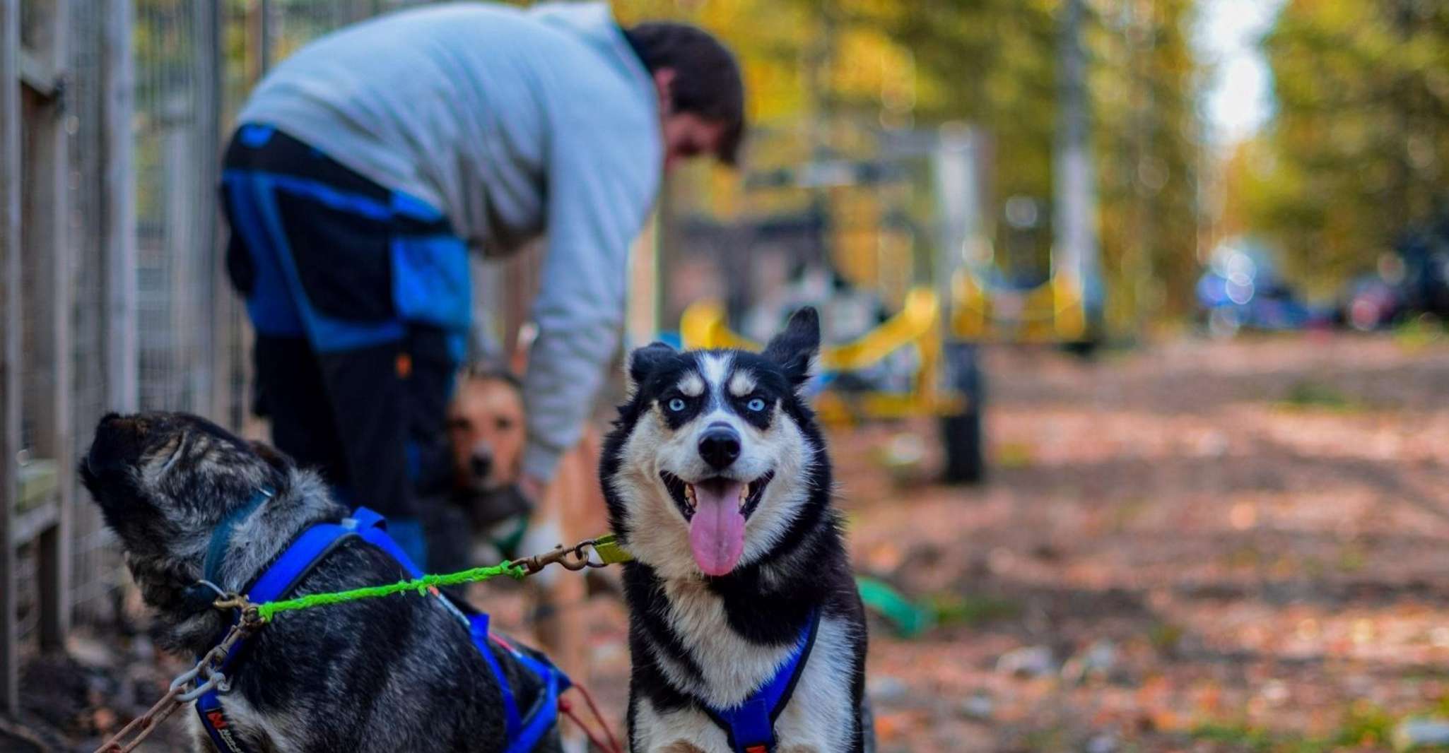 Rovaniemi, Husky Safari Tour & 6-10 km Auto-Conducción Mushing - Hizvo