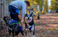 Rovaniemi, Husky Safari Tour & 6-10 km Selbstfahrendes Mushing - Hizvo
