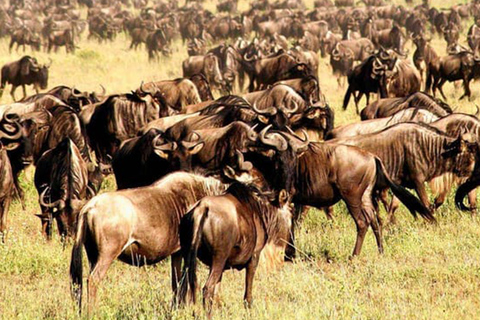 Tanzania: 1-jarig avonturenpakket met beklimming van de Kilimanjaro