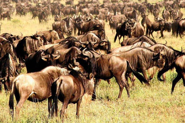Tanzanie : forfait aventure d&#039;un an avec ascension du Kilimandjaro