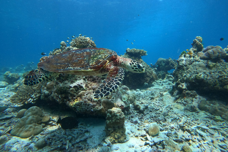 Phuket or Khaolak: Surin Islands 3day-2night Snorkeling Tour From Phuket: Surin Islands 3 day and 2night Snorkeling Tour